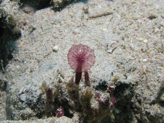 Oceanapia sagittaria 