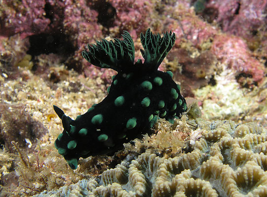 Nembrotha cristata 