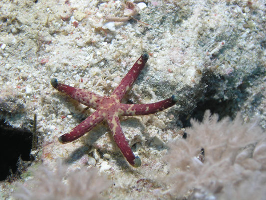 Linckia multifora