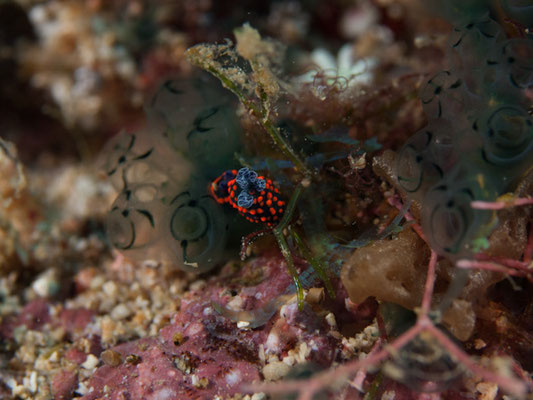 Nembrotha guttata 