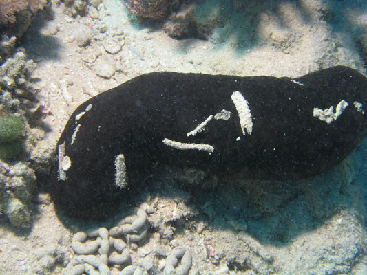 Holothuria edulis 