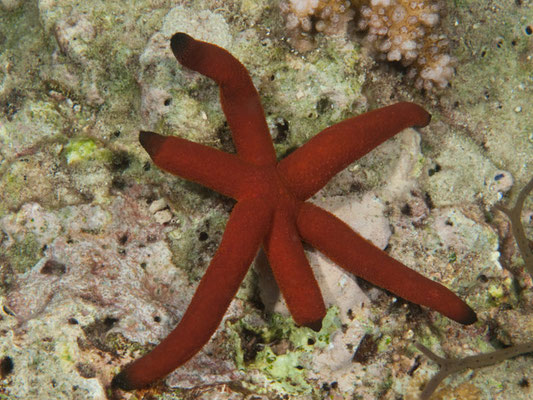 Echinaster luzonicus 