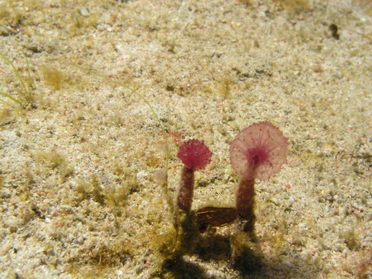 Oceanapia sagittaria 