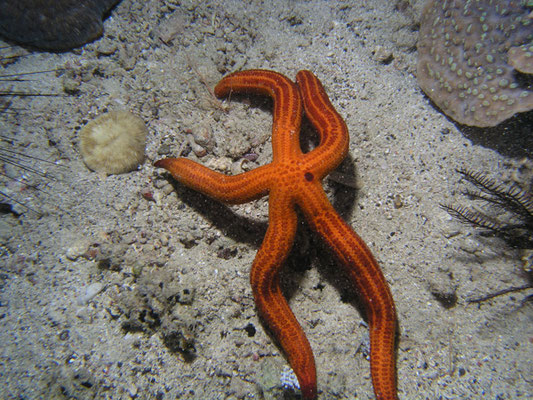Leiaster speciosus 