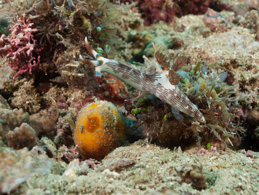 Nembrotha lineolata