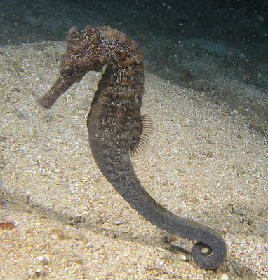 Hippocampus taeniopterus 