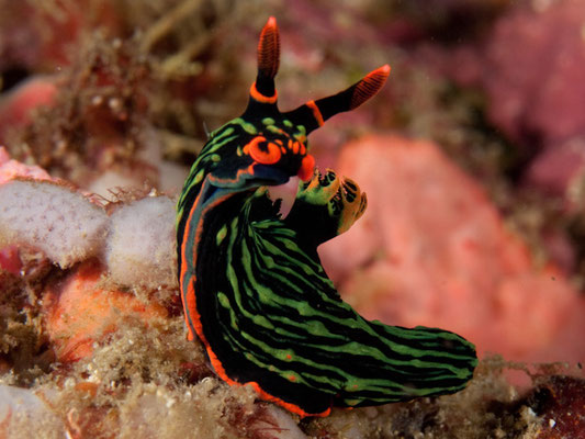 Nembrotha kubaryana 