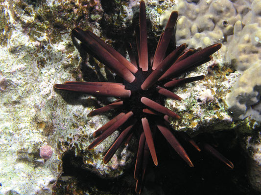 Hetrocentrotus mammillatus