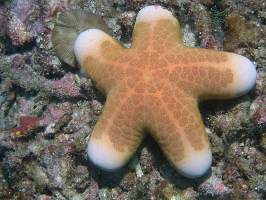 Choriaster granulatus 