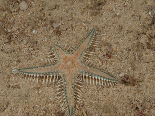 Astropecten sp 