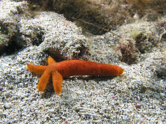 Echinaster luzonicus 