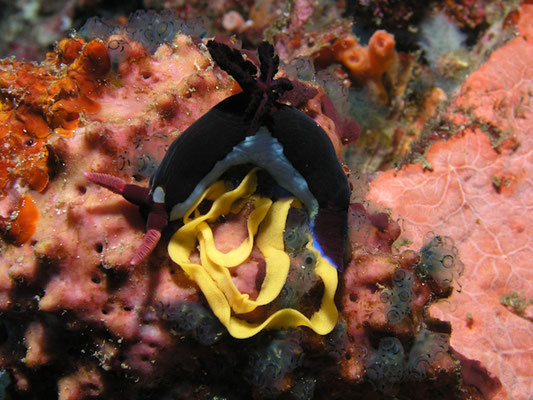 Nembrotha chamberlaini