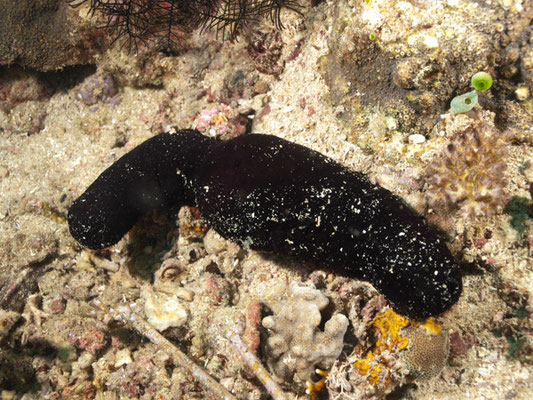 Holothuria edulis 