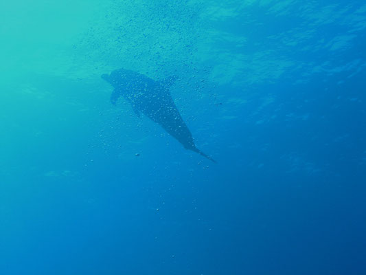 Tursiops truncatus