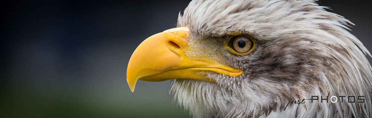 Weißkopfseeadler - Kopf [ Haliaeetus leucocephalus ]
