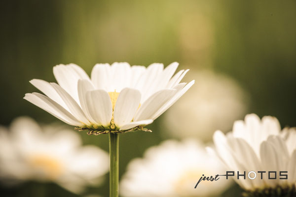 Margerite - Blüte [ Leucanthemum vulgare ]