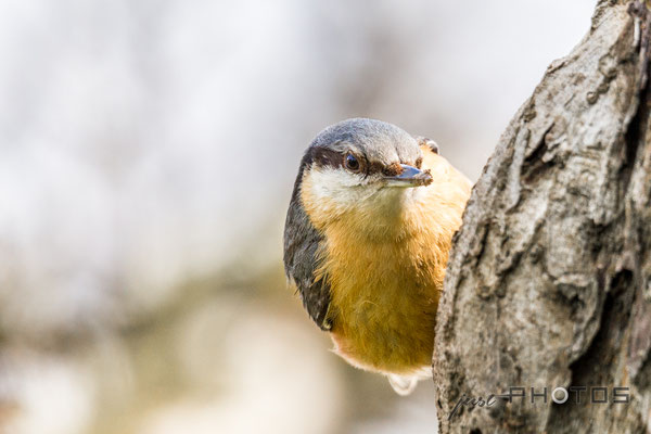 Kleiber beim Nestbau