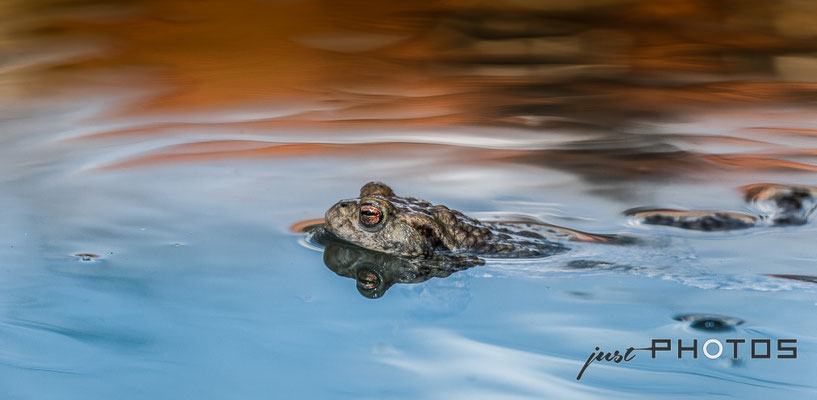 Erdkröte - Männchen im Wasser (schwimmend) | Bufo bufo