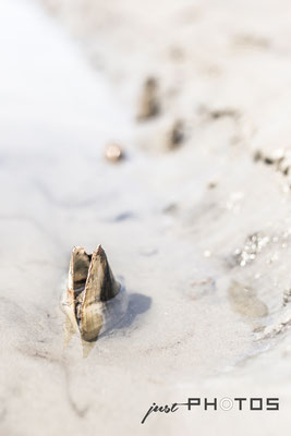 Offene Muschel steckt senkrecht im Sand in einem Priel bei Ebbe