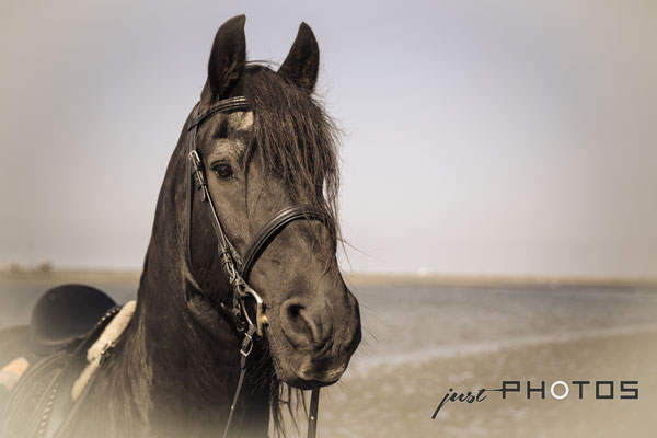 Abgesoftete Aufnahme eins Pferdekopfes mit Wattenmeer im Hintergrund. Aufnahme eines Friesenhengstes an der Nordsee.
