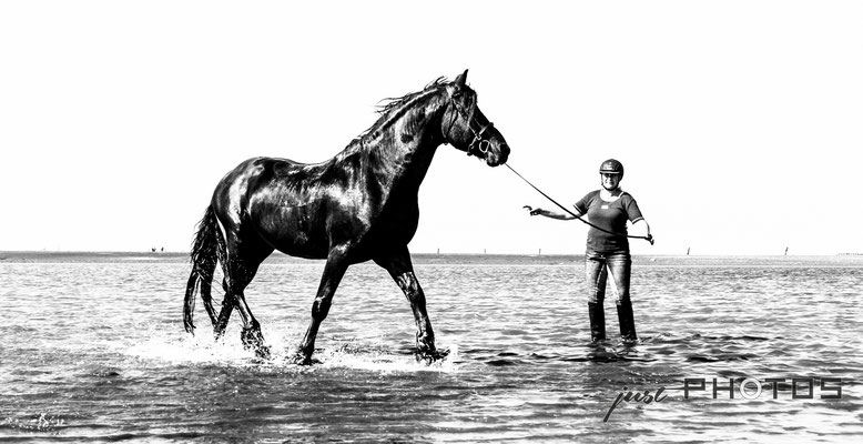 Reiterin longiert einen Friesenhengst im fußhohen Wasser der Nordsee (Schwarzweiss-Bild)