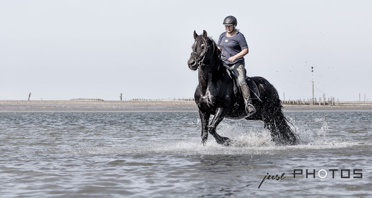 Friesenhengst („Friese“) mit Reiterin galoppiert in der Nordsee