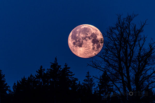 Pink Moon