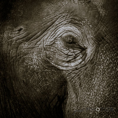 Elefant - Auge | Schwarz-Weiß [ Elephas maximus indicus ]