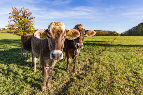Milchkühe auf Weide gehen neugierig-interessiert auf die Kamera zu