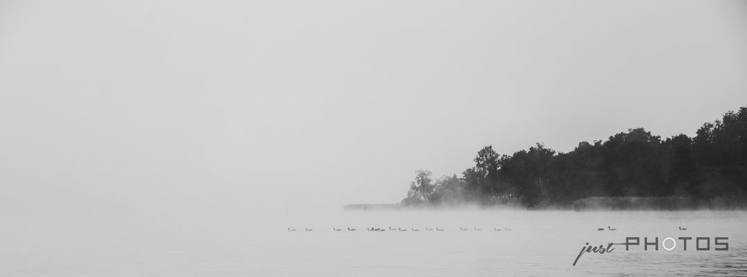 Graugänse im Nebel am Wörthsee vor der Mausinsel (Schwarzweiss)