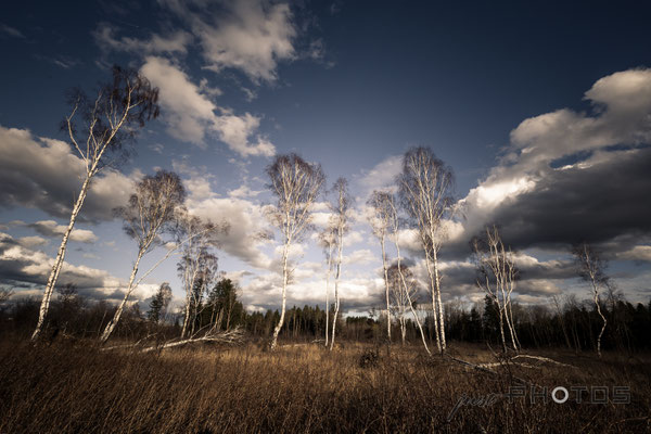 Waldlichtung mit Birken (stehende Birken und vom Sturm gefällte) - im Hintergrund Himmel mit Wolkenstimmung