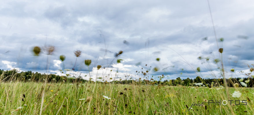 Unwetter zieht auf, Wind bewegt die Gräser