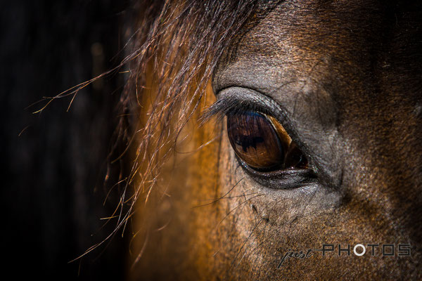 Pferdeauge - Nahaufnahme