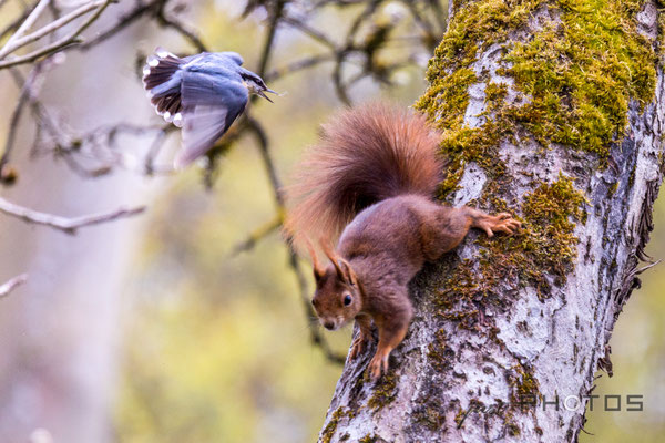 Kleiber attackiert Eichhörnchen, das dem Nest zu nahe gekommen ist