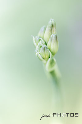 Taglilie - Knospe [ Hemerocallis ]