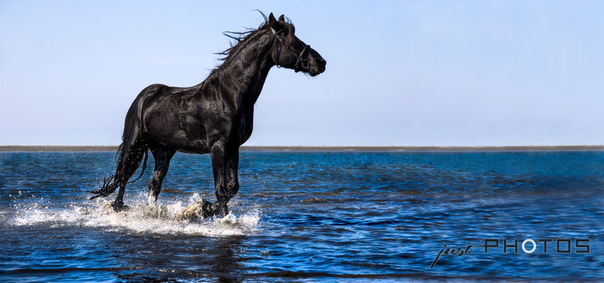 Friesenhengst („Friese“) trabt in der Nordsee