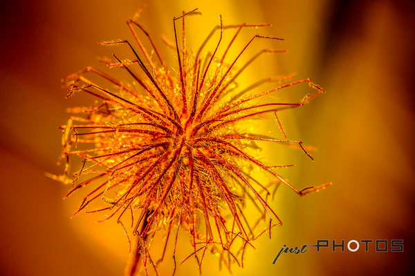 Samenstand (Nussfrüchtchen) von Bach-Nelkenwurz in Abendsonne (orange-roter Hintergrund) [ Geum rivale ]