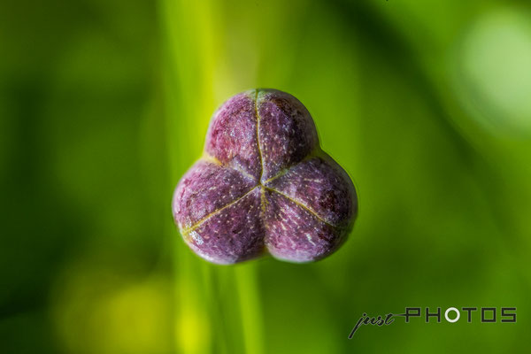 Schachbrettblume  (Schachblume) - Samenkapsel [ Fritillaria meleagris ]