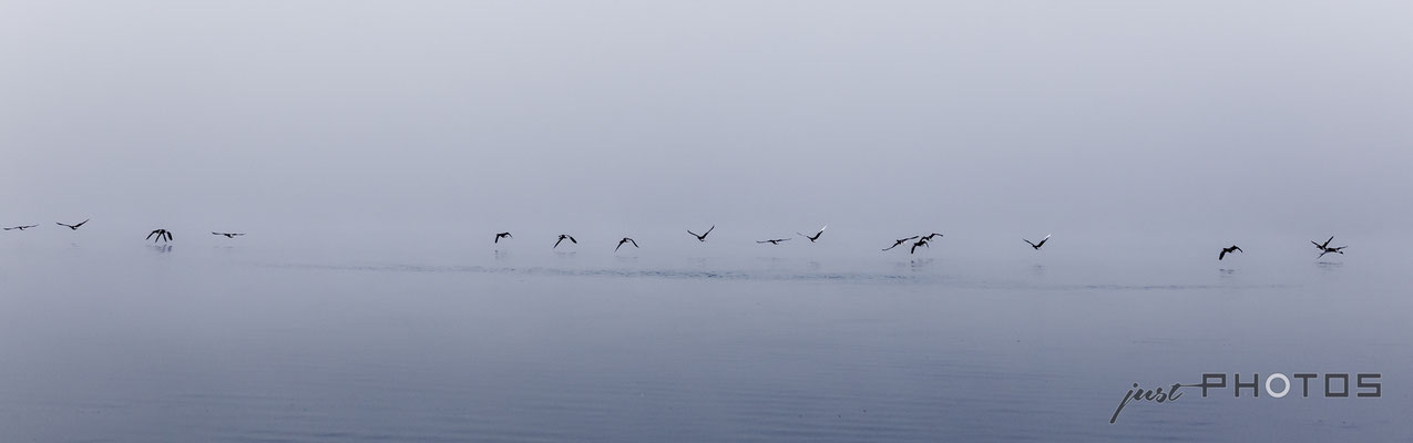 Knapp über der Wasserobefläche fliegende Graugänse am Wörthsee