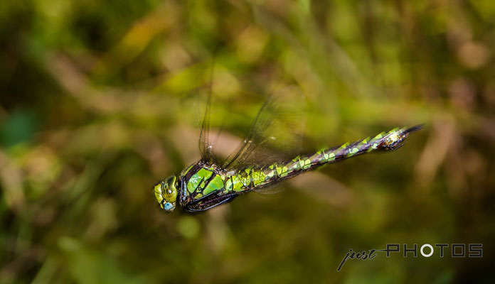 Blaugrüne Mosaikjungfer (Weibchen)  im Flug [ Aeshana cyanea ]