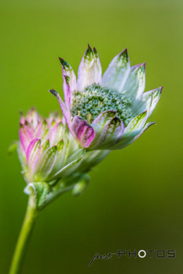 Sterndolde - Knospe - Blüte [ Astrantia major ]