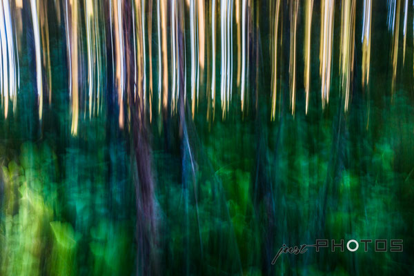 Im Wald