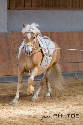 Voltigierpferd (Haflinger) des RVC Gilching an der Longe im Galopp