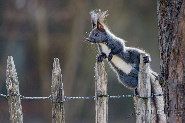 Eichhörnchen mit Punk-Frisur hängt lässig am Staketenzaunn