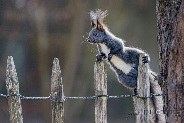 Eichhörnchen mit Punk-Frisur hängt lässig am Staketenzaunn