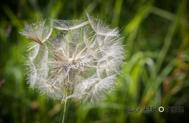 Wiesen-Bocksbart - Fruchtstand - „Riesen-Pusteblume“  [ Tragopogon pratensis ]