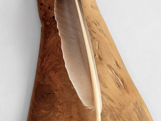 striking minimalist wall sculpture handcrafted from a solid block of aged reclaimed wood, showcasing a rich, swirling grain texture and rustic burls. A large, elegant bird feather is seamlessly integrated into the organic wooden base.