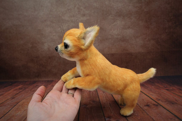 Chihuahua "Cora"