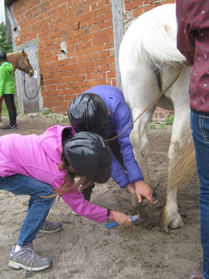 Zwei Kinder kratzen die Hufe des weißen Pferdes aus. Das eine hebt den Huf und das andere kratz. 