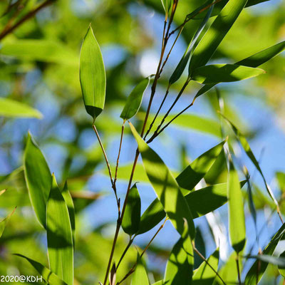 Schattenspiele im Bambus